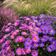 Vegyes színekben pompázó törpe őszirózsa (Aster dumosus)