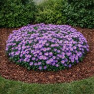 Aster dumosus Wood's Purple - Törpe őszirózsa - Image 3