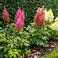 Astilbe x arendsii paul gaarder tollbuga, beültetve ágyásba
