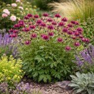 A bordó völgycsillag ágyásba ültetve