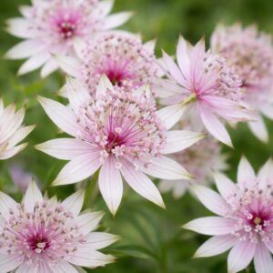 Az astrantia major primadonna rózsaszín völgycsillag virága látható a képen