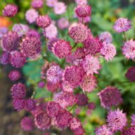 Astrantia sp - Világos rózsaszín völgycsillag - Image 2