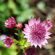 Astrantia sp - Világos rózsaszín völgycsillag - Image 4