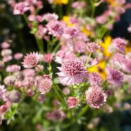 Astrantia major Roma - Rózsaszín völgycsillag - Image 4