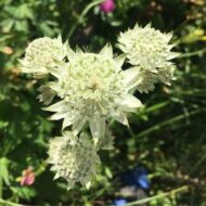 Astrantia major - Fehér völgycsillag - Image 2
