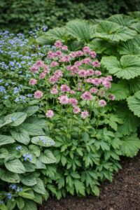 Az Astrantia major Roma (rózsaszín völgycsillag) vegyes beültetésben Brunnerával, pajzslevélel.