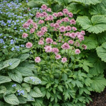 Az Astrantia major Roma (rózsaszín völgycsillag) vegyes beültetésben Brunnerával, pajzslevélel.