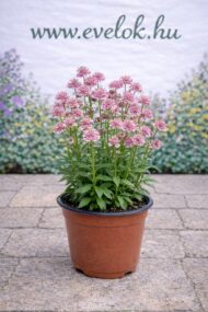 Az Astrantia major Roma ,rózsaszín völgycsillag cserépben.