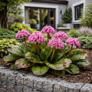 A Bergenia cordifolia CS9 azaz a vaskoslevelű bőrlevél ágyásba ültetve.