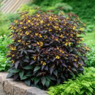 A Bordó levelű lizinka beültetve