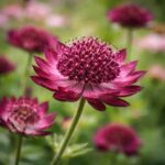 Az astrantia bordó völgycsillag virágzását láthatjuk a képen
