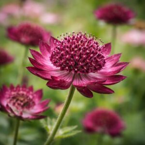 Az astrantia bordó völgycsillag virágzását láthatjuk a képen