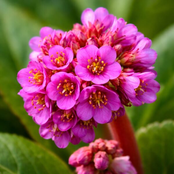 A Bergenia cordifolia CS9 azaz a vaskoslevelű bőrlevél közelről .