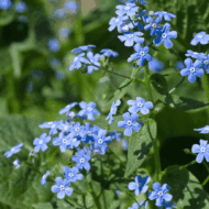 Brunnera macrophylla CS14 - Kaukázusi nefelejcs - Image 2