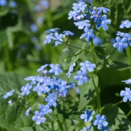 Brunnera macrophylla CS14 - Kaukázusi nefelejcs - Image 2