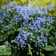 Brunnera macrophylla CS14 - Kaukázusi nefelejcs - Image 3
