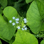 Brunnera macrophylla CS14 - Kaukázusi nefelejcs - Image 4