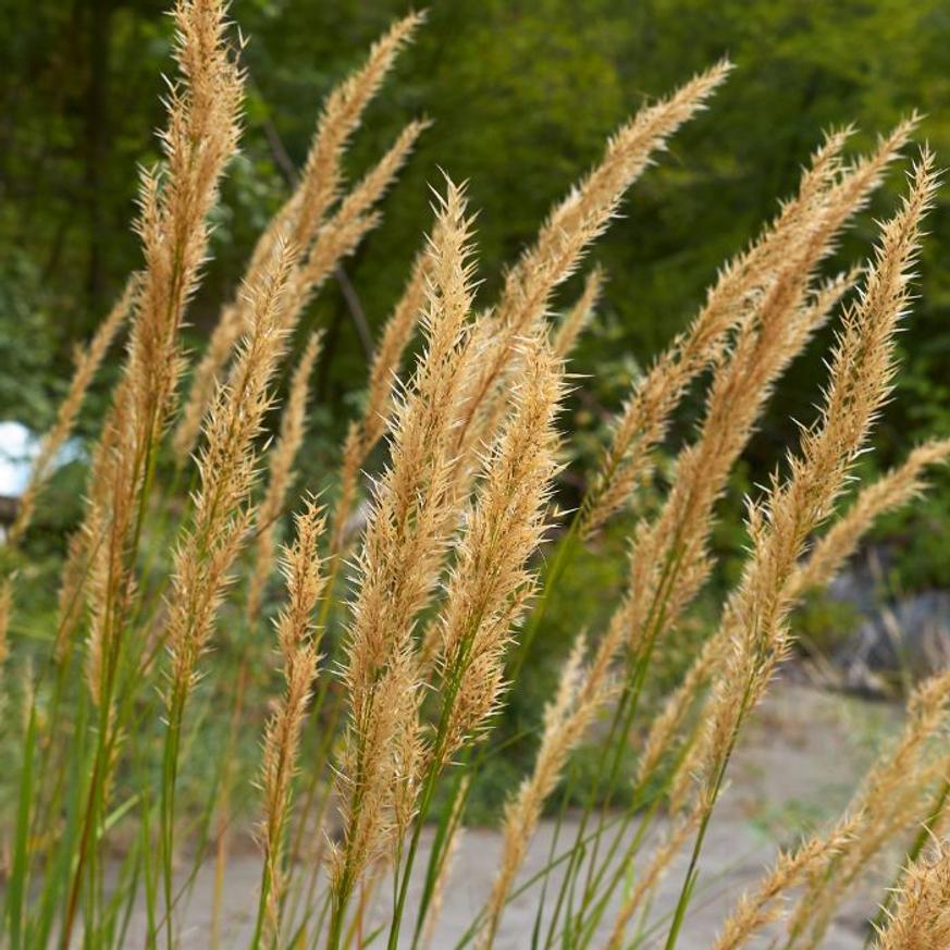 Evelok.hu növényshop A Calamagrostis x acutiflora Karl Forester (nádtippan) virágzata.