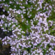 Calamintha nepeta Blue Cloud - Mirigyes pereszlény - Image 2