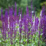 A Salvia nemorosa kék virágai.