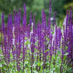 A Salvia nemorosa kék virágai.