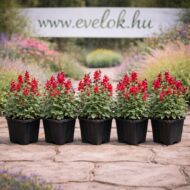 A Centranthus ruber Coccineus cs9 cserépben, virágzó állapotban.