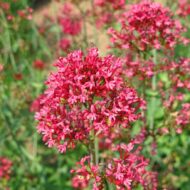 Centranthus ruber Coccineus - Piros sarkantyúvirág - Image 2