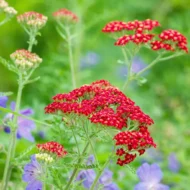 Az Achillea millefolium piros virága.