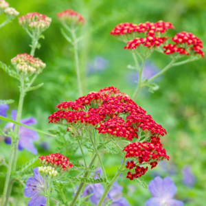 Az Achillea millefolium piros virága.