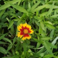 Coreopsis Li'l Bang Daybreak CS14 - Alacsony menyecskeszem - Image 2