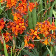 Crocosmia sp - Kerti sáfrányfű - Image 2