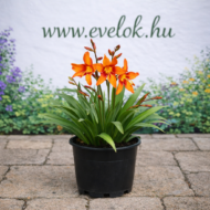 Crocosmia (sáfrányfű) cserépben, narancssárga virágú hagymás évelő növény az evelok.hu kertészeti bemutató hátterével.