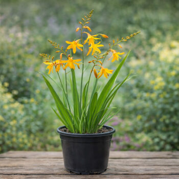 Sárga virágú sáfrányfű 14cm méretű cserépben.