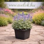 A Calamintha nepeta Blue Cloud cserépben, teljes virágzásban.