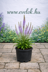 Veronicastrum virginicum Lavendelturm - Halványlila veronika - Image 2