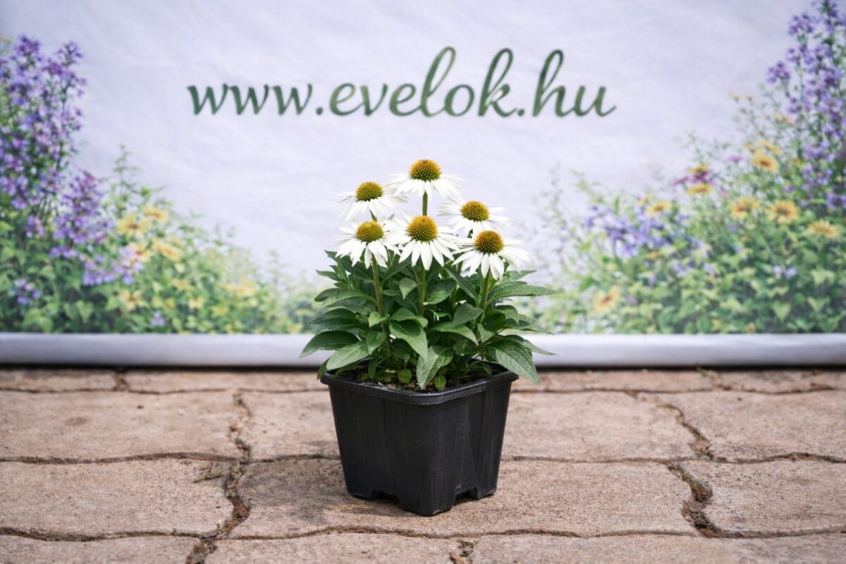 Fehér kasvirág virágzása cserépben.