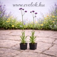 Verbena bonariensis cs9 méretű cserépben, két darab.