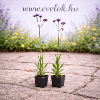 Verbena bonariensis cs9 méretű cserépben, két darab.