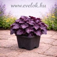 Vörös levelű tűzeső cs9 méretű cserépben.