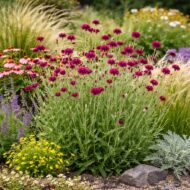 A knautia macedonia varfű beültetve ágyásba különböző szárazságtűrő növényekkel