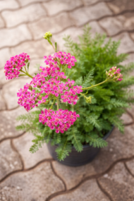 Felülnézeti kép a rózsaszín cickafarkról.