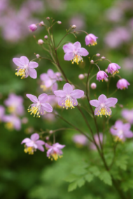 A szárnyastermésű borkóró virágai közelről