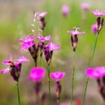 Dianthus carthusianorum CS9 - Barátszegfű