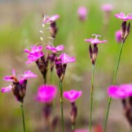 Dianthus carthusianorum CS9 - Barátszegfű