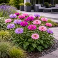 A monarda didyma mix azaz a méhbalzsam beültetve ágyásba .