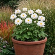 A duplafehér virágú Anemone cserépbe ültetve.