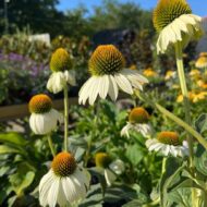 Echinacea purpurea - Fehér kasvirág - Image 2