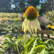 Echinacea purpurea - Fehér kasvirág - Image 4