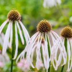 Echinacea pallida Hula Dancer CS11 - Halvány kasvirág