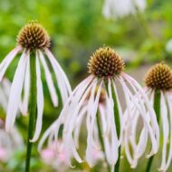 Echinacea pallida Hula Dancer CS11 - Halvány kasvirág